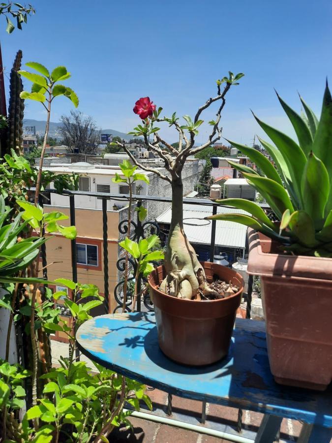 La Terraza Del Pochote オアハカ州 エクステリア 写真